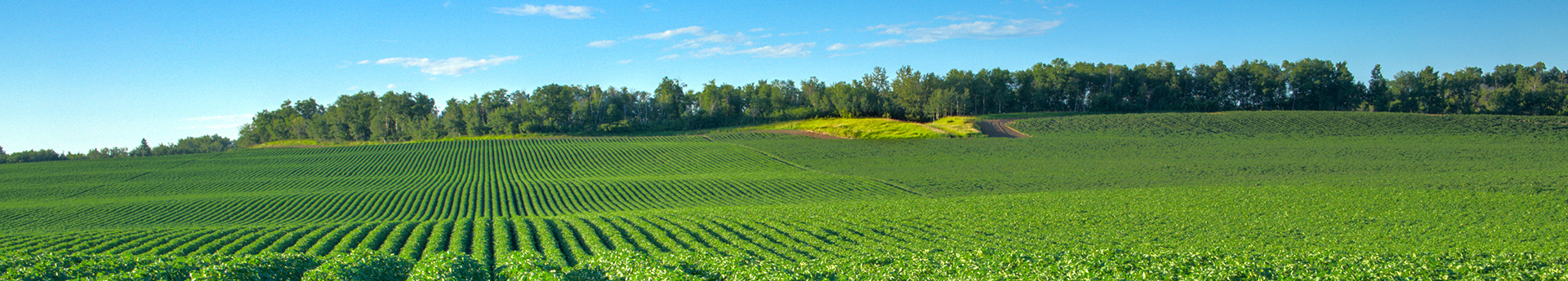 potato irrigation project